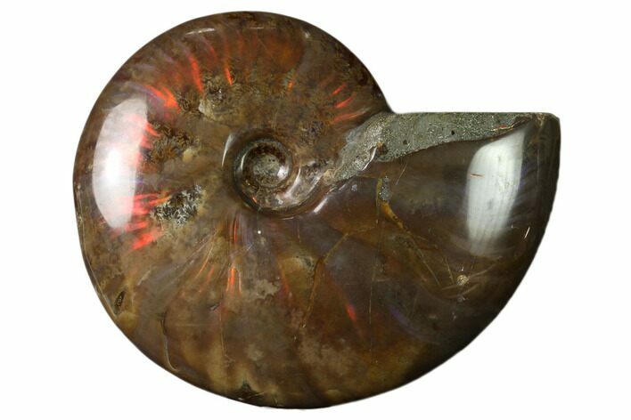 Flashy Red Iridescent Ammonite #155219